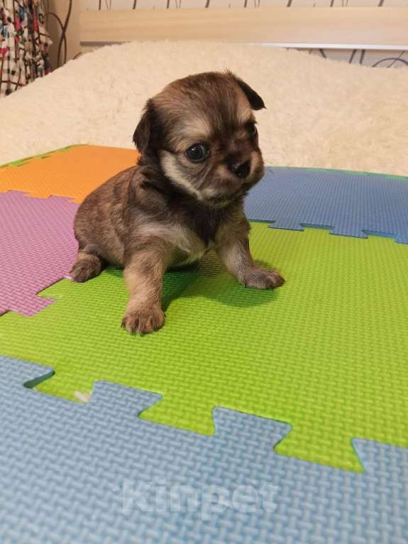 Собаки в Волгограде: Девочка соболиного окраса Девочка, 40 000 руб. - фото 2