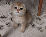 Кошки в Липецке: Продаются шотландские вислаухие котята. Мальчик, 15 000 руб. - фото 5