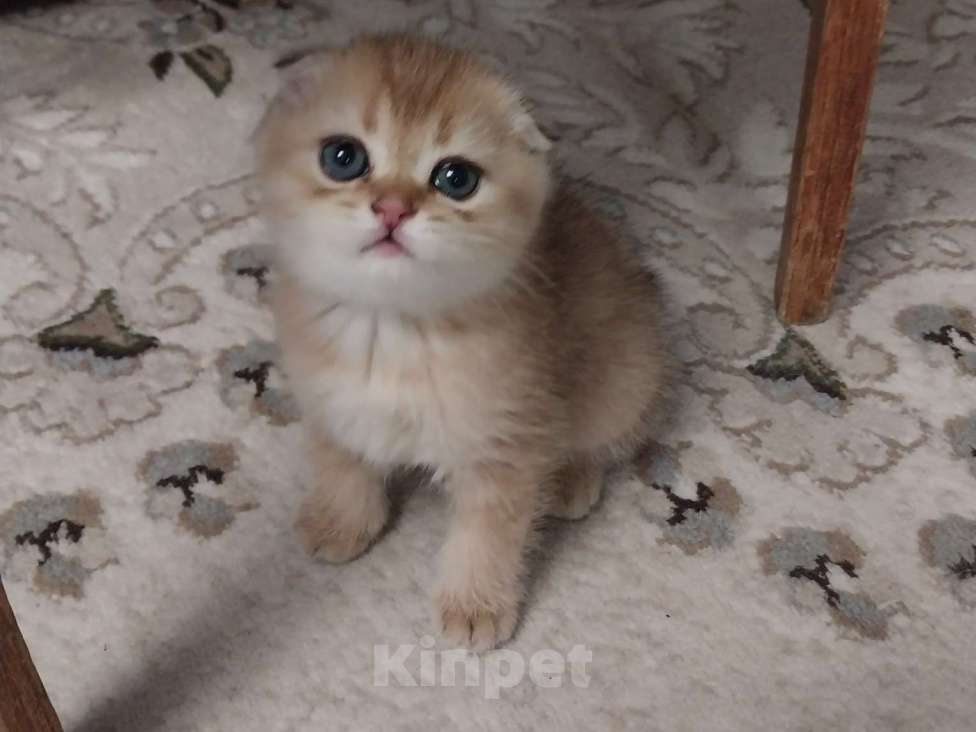 Кошки в Липецке: Продаются шотландские вислаухие котята. Мальчик, 15 000 руб. - фото 5
