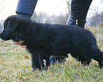 Собаки в Краснодаре: Вязка, 25 000 руб. - фото 2