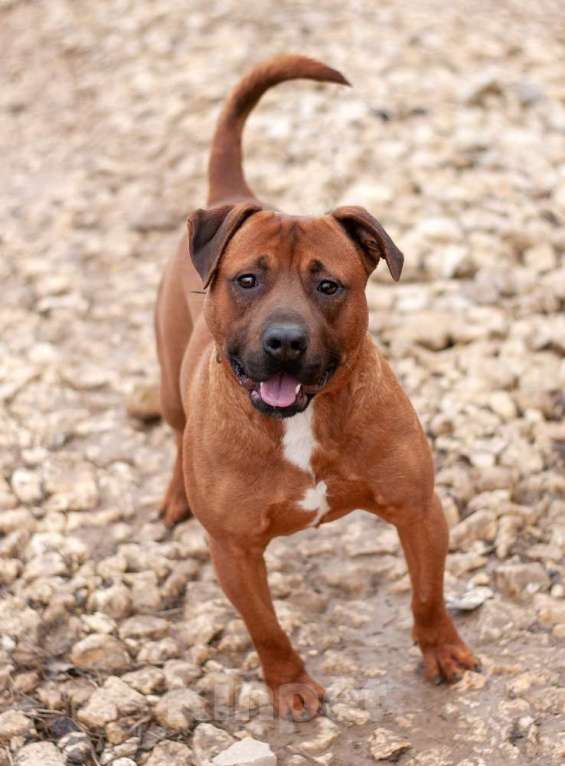 Собаки в Москве: Ярко-рыжий питбуль ПашА в добрые руки Мальчик, Бесплатно - фото 3