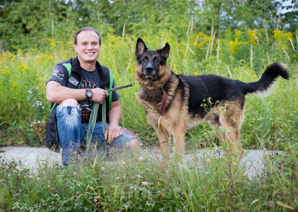 Собаки в Москве: Немецкая овчарка в добрые руки Мальчик, Бесплатно - фото 8