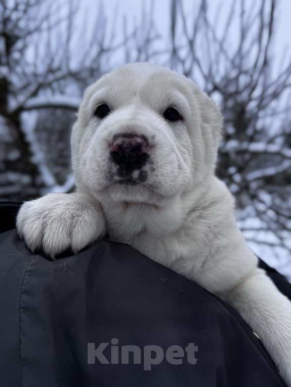Собаки в Санкт-Петербурге: Жадал Мальчик, 70 000 руб. - фото 2