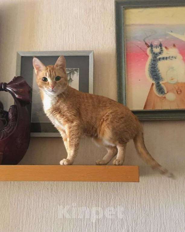 Кошки в Москве: Мина ищет дом Девочка, Бесплатно - фото 1