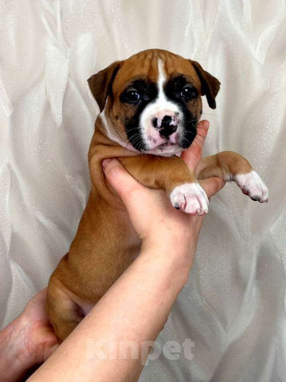 Собаки в Москве: Крутая девочка амстаффа  Девочка, 80 000 руб. - фото 6