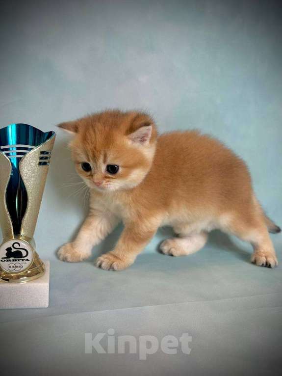 Кошки в Калуге: Британская золотая шиншилла Девочка, 45 000 руб. - фото 8