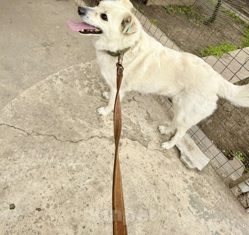 Собаки в Ростове-на-Дону: Бельчонок ищет дом и семью  Мальчик, Бесплатно - фото 10