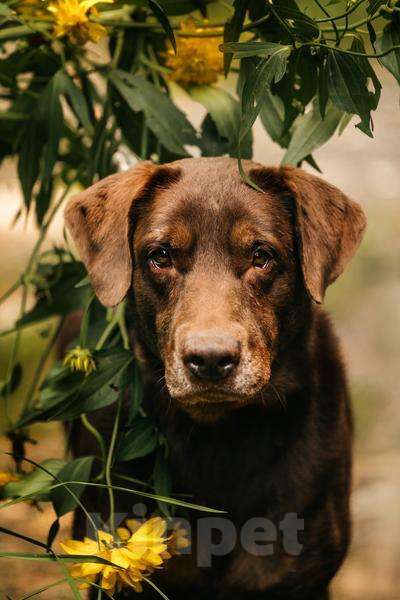 Собаки в Москве: Метис лабрадора Валико ищет дом.  Мальчик, Бесплатно - фото 5