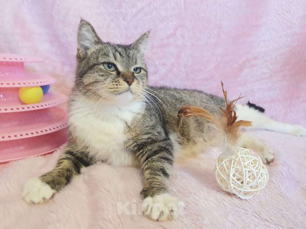 Кошки в Москве: Метис мейн-куна Янна в добрые руки Девочка, 1 руб. - фото 2