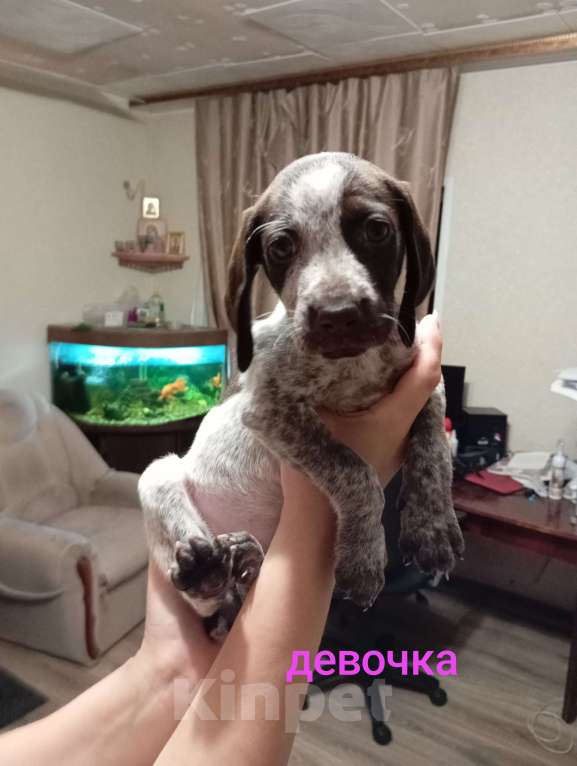 Собаки в других городах Волгоградской области: Щенки курцхаар Девочка, 5 000 руб. - фото 3