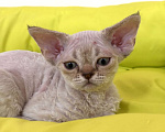 Кошки в Лобне: Мальчик девон рекс Мальчик, 80 000 руб. - фото 1