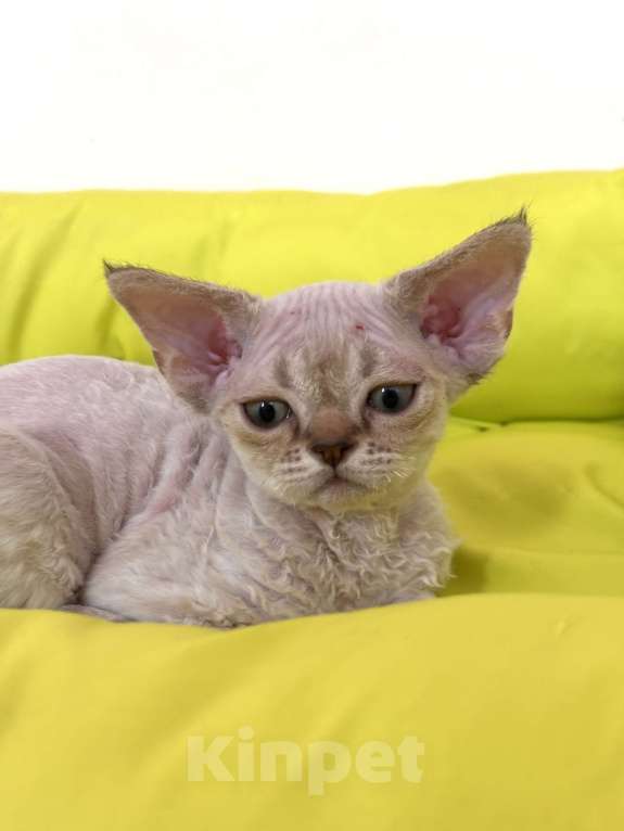 Кошки в Лобне: Мальчик девон рекс Мальчик, 80 000 руб. - фото 1