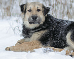 Собаки в Москве: Ваниль, щенок кудряшка из приюта Девочка, Бесплатно - фото 5