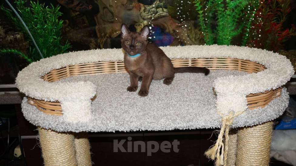 Кошки в Котельнике: Бурманские котята Мальчик, 50 000 руб. - фото 6