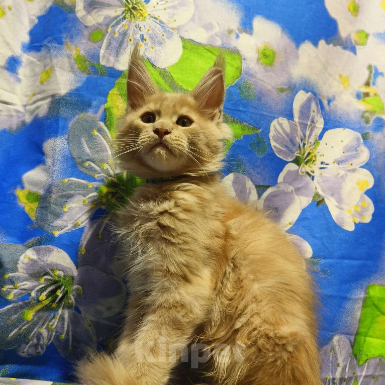 Кошки в Москве: Мейн-Кун Мальчик Мальчик, 70 000 руб. - фото 6