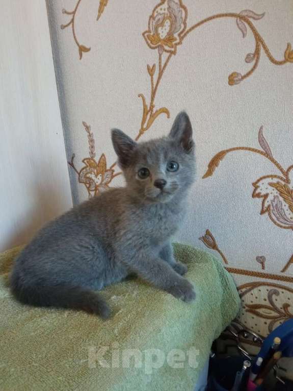 Кошки в Сосновом Бору: Котенок русской голубой Мальчик, 40 000 руб. - фото 5