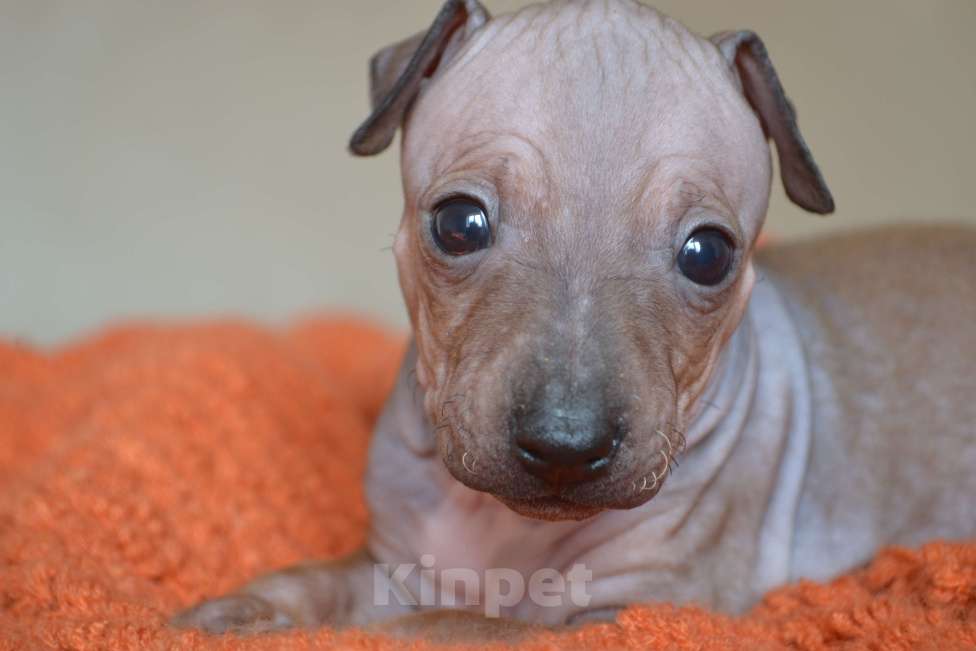 Собаки в Москве: Красно-соболиная девочка агт Девочка, 70 руб. - фото 1