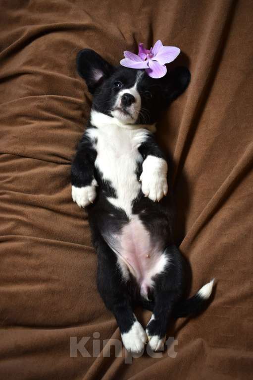 Собаки в Воронеже: Щенки корги Девочка, Бесплатно - фото 2