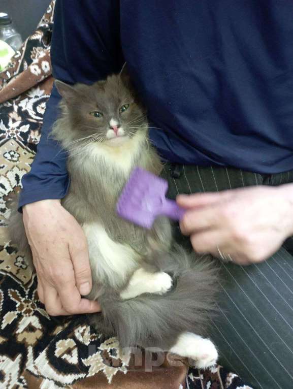 Кошки в Москве: Кошечка -котенок Агоша в добрые руки Девочка, 200 руб. - фото 2