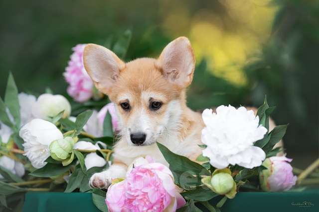 Собаки в Ростове-на-Дону: Девочки подрощенные вельш корги пемброк Девочка, 50 000 руб. - фото 8