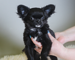Собаки в Королеве: Чихуа-хуа мини малыш Мальчик, 45 000 руб. - фото 4