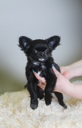 Собаки в Королеве: Чихуа-хуа мини малыш Мальчик, 45 000 руб. - фото 4