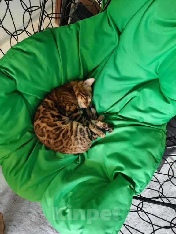 Кошки в Симферополе: Милого котяшина в добрые руки Мальчик, Бесплатно - фото 2