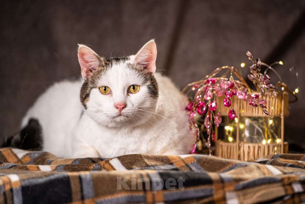 Кошки в Клине: Жорж - большой добряк Мальчик, Бесплатно - фото 5