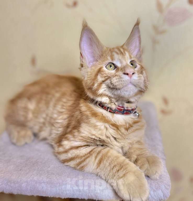 Кошки в Москве: Гуччи и Армани котята мейкун Мальчик, 49 999 руб. - фото 4