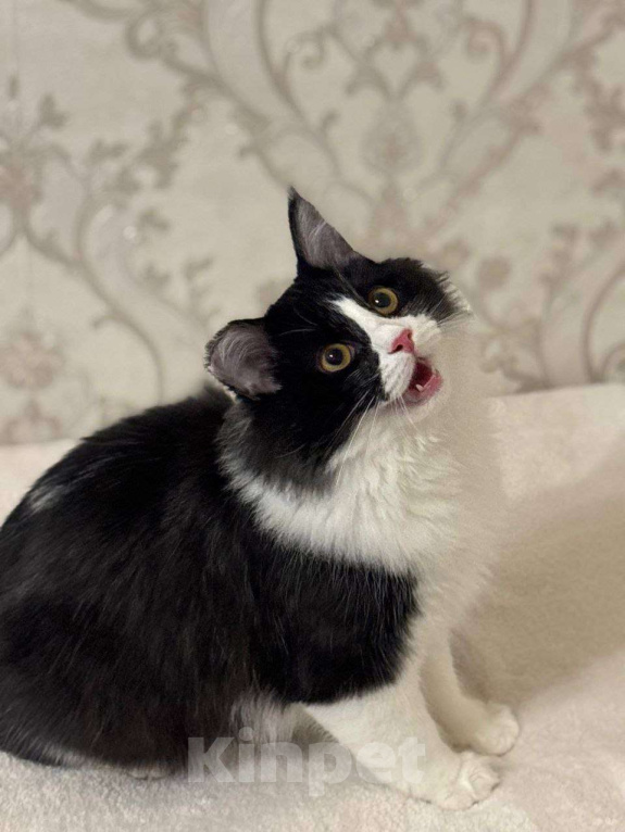 Кошки в Москве: Роскошный Винсент в поисках семьи Мальчик, Бесплатно - фото 3