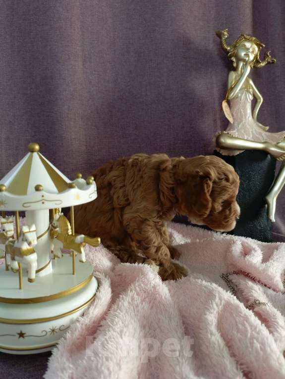 Собаки в Симферополе: Продам щенков кавапу Девочка, 90 000 руб. - фото 8