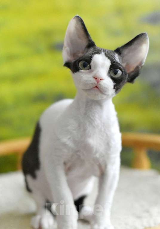 Кошки в Балашихе: Девочка Девон рекс  Девочка, 65 000 руб. - фото 2