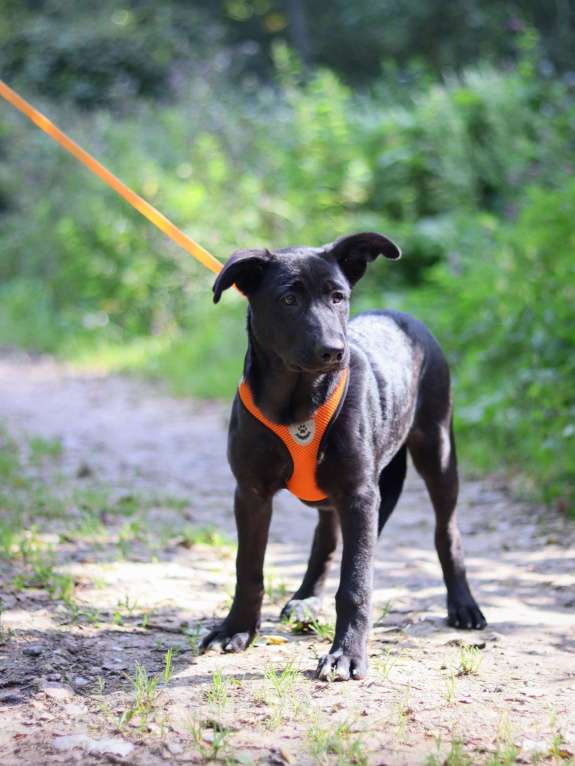 Собаки в Подольске: Щенок 5 месяцев Хлоя в добрые руки  Девочка, Бесплатно - фото 2