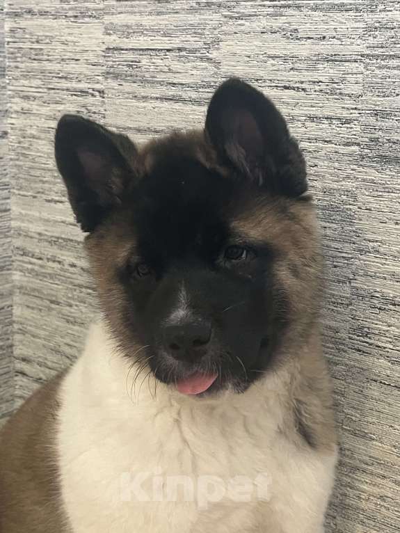 Собаки в Омске: Щенок Американской Акиты Девочка, 50 000 руб. - фото 5