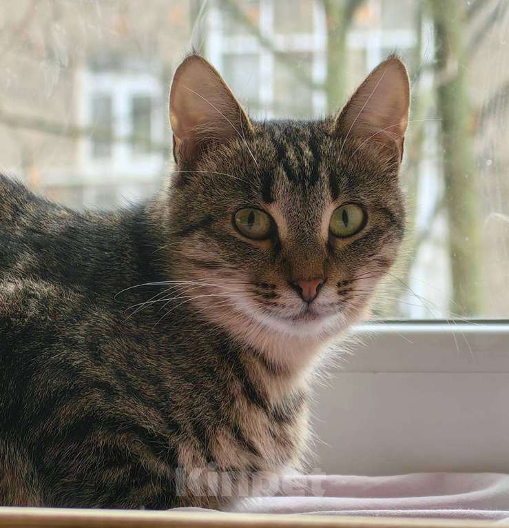 Кошки в Москве: Кошечка Пружинка в добрые руки.  Девочка, Бесплатно - фото 2