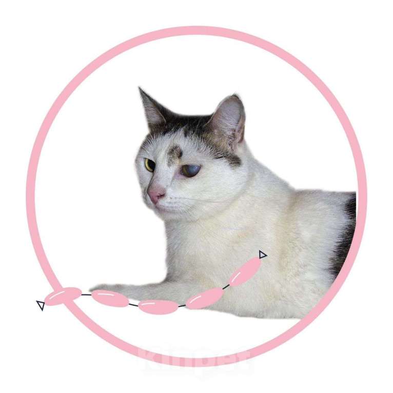 Кошки в Пушкино: До жути невезучая кошка Сашка Девочка, 1 руб. - фото 5