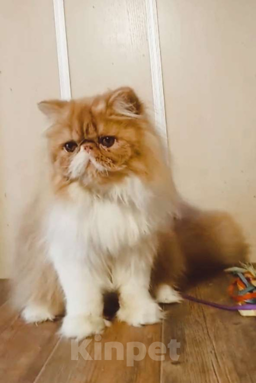 Кошки в Новосибирске: Персидский котик  Мальчик, 50 000 руб. - фото 2