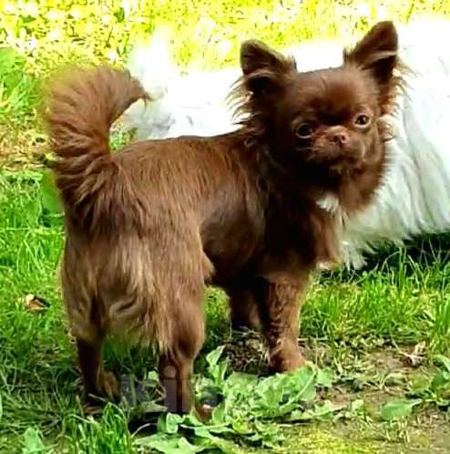 Собаки в Москве: Чихуахуа девочки подрощенные Девочка, Бесплатно - фото 5