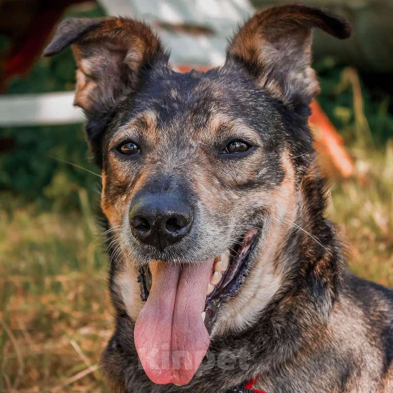Собаки в Москве: Ранго Мальчик, Бесплатно - фото 3