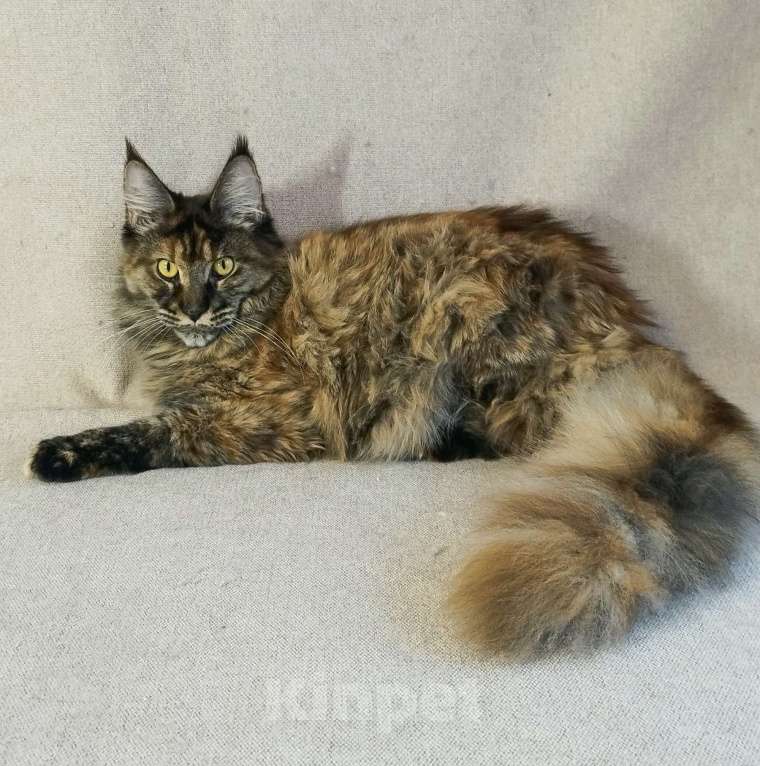 Кошки в Барнауле: Кошечка Жаннет Девочка, 20 000 руб. - фото 4