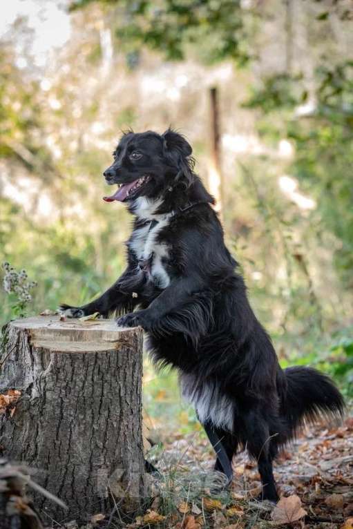 Собаки в Москве: Нежная и благородная собака Хэйси в дар Девочка, 1 руб. - фото 5