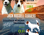 Собаки в Королеве: Щенок Джек Рассел  Девочка, 50 000 руб. - фото 1