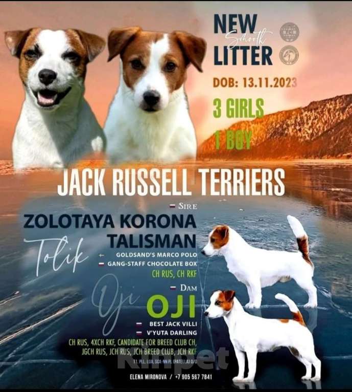 Собаки в Королеве: Щенок Джек Рассел  Девочка, 50 000 руб. - фото 1