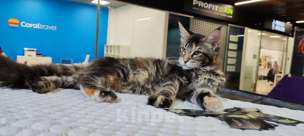 Кошки в Санкт-Петербурге: Девочка Мейн-кун 🌷 Девочка, 80 000 руб. - фото 2