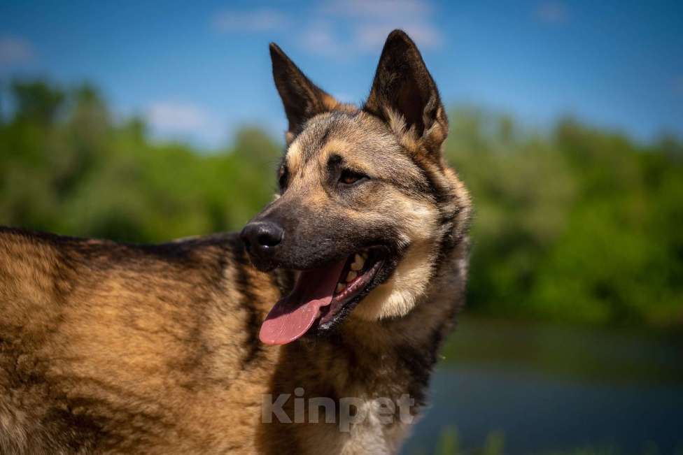 Собаки в Москве: Веселый Тим ищет дом!  Мальчик, Бесплатно - фото 7