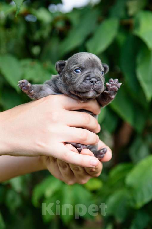Собаки в Москве:  французский бульдог Девочка, 50 000 руб. - фото 3