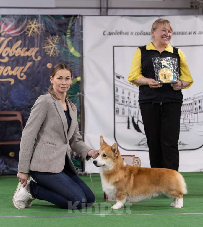Собаки в Санкт-Петербурге: Вельш Корги Пемброк Мальчик, Бесплатно - фото 9