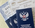 Кошки в Сочи: Шотландские вислоухие котята Разнополые, Бесплатно - фото 10