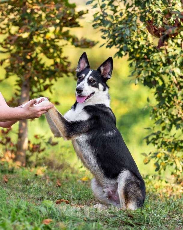 Собаки в Москве: Друг в добрые руки Мальчик, Бесплатно - фото 5