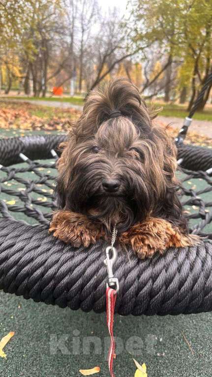 Собаки в Москве: Обаятельная девочка Хаванез  Девочка, 90 000 руб. - фото 1